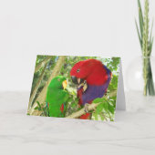 Eclectus Paare Karte (Vorderseite)
