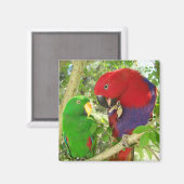 Eclectus Pair Magnet (Vorderseite/Rückseite)