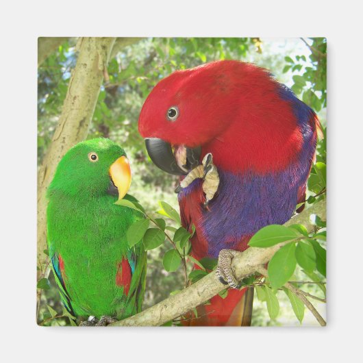 Eclectus Pair Magnet (Vorne)