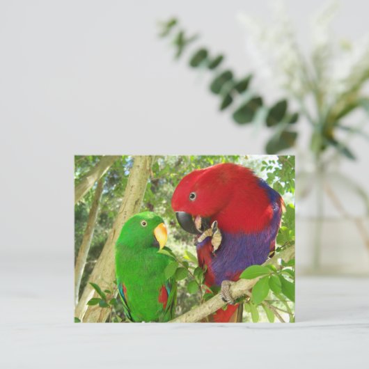 Eclectus Pair Postkarte (Stehend Vorderseite)