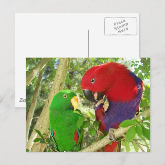 Eclectus Pair Postkarte (Vorne/Hinten)