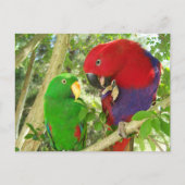 Eclectus Pair Postkarte (Vorderseite)