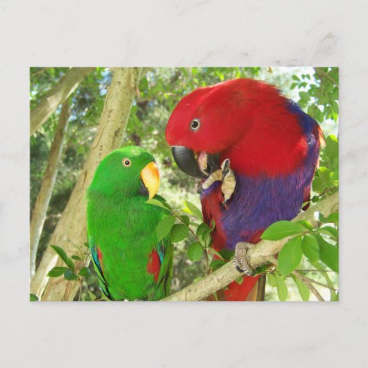 Eclectus Pair Postkarte (Vorderseite)