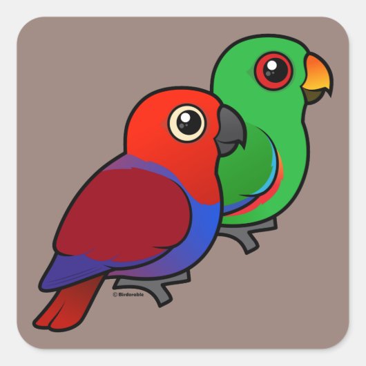 Eclectus Pair Quadratischer Aufkleber (Vorderseite)