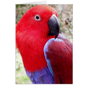 Eclectus Papagei