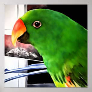 Eclectus-Papagei-Quadratposter Poster