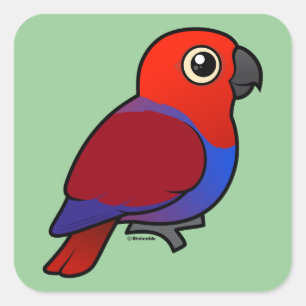 Eclectus Papageienfrau Quadratischer Aufkleber