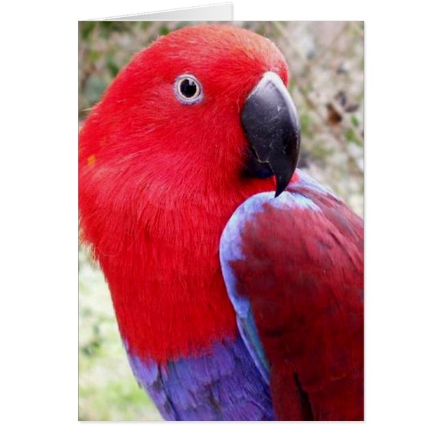 Eclectus Parrot (Vorne)
