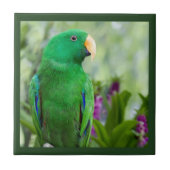 Eclectus Parrot Male Fliese (Vorderseite)