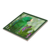 Eclectus Parrot Male Fliese (Seite)