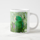 Eclectus Parrot Male Jumbo-Tasse (Rechts)