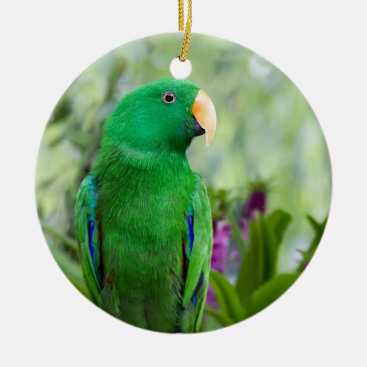 Eclectus Parrot Male Keramik Ornament (Vorne)