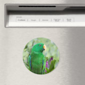 Eclectus Parrot Male Magnet (In Situ (Geschirrspüler))
