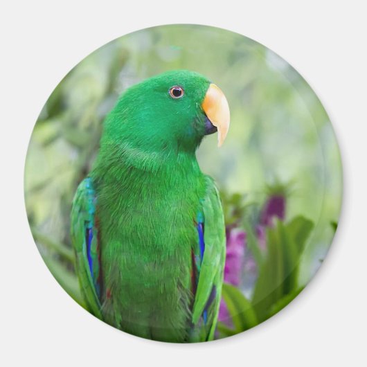 Eclectus Parrot Male Magnet (Vorne)