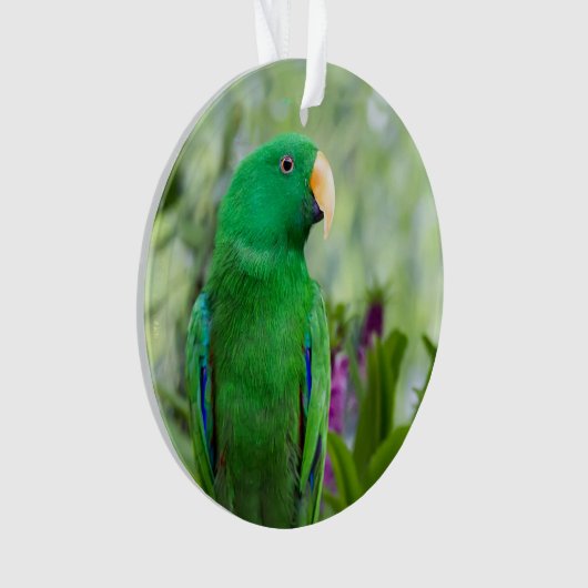 Eclectus Parrot Male Ornament (Vorderseite)