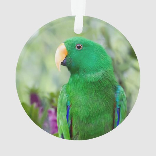 Eclectus Parrot Male Ornament (Rückseite)