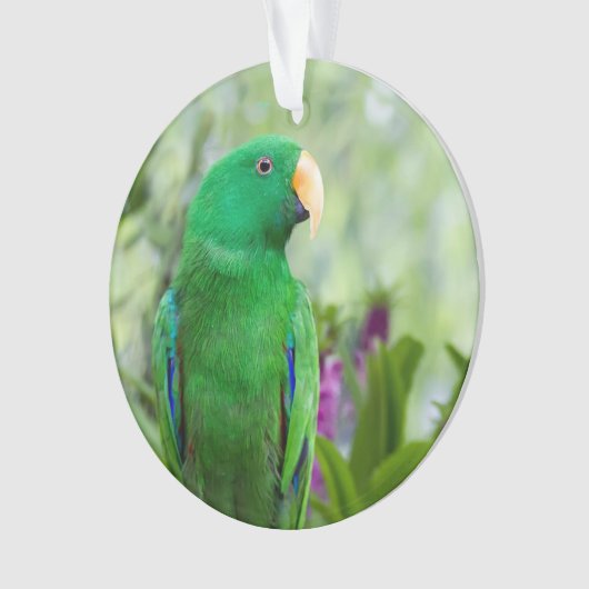 Eclectus Parrot Male Ornament (Vorderseite)