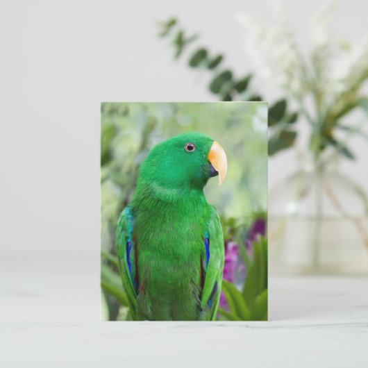 Eclectus Parrot Male Postkarte (Stehend Vorderseite)
