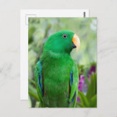 Eclectus Parrot Male Postkarte (Vorne/Hinten)