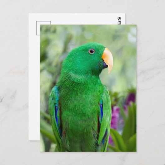 Eclectus Parrot Male Postkarte (Vorne/Hinten)