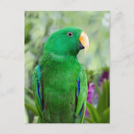 Eclectus Parrot Male Postkarte (Vorderseite)