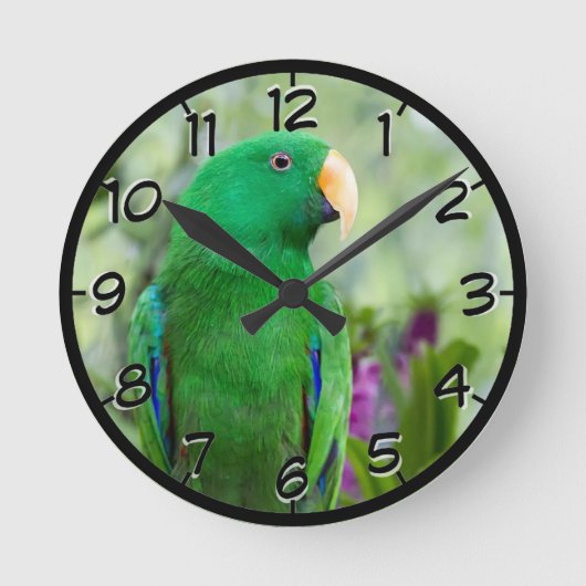 Eclectus Parrot Male Runde Wanduhr (Vorderseite)
