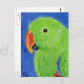 Eclectus Parrot Postkarte (Vorne/Hinten)