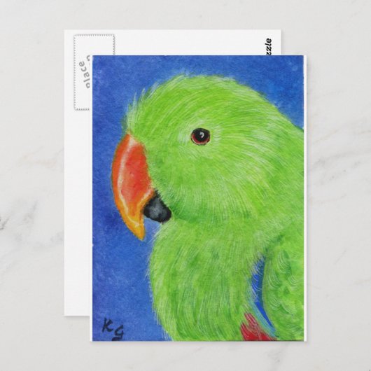 Eclectus Parrot Postkarte (Vorne/Hinten)