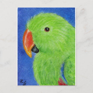 Eclectus Parrot Postkarte