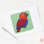 Eclectus Parrot Quadratischer Aufkleber (Umschlag)