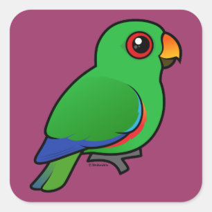 Eclectus Parrot Quadratischer Aufkleber