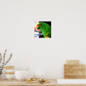 Eclectus Parrot Square Poster (Küche)