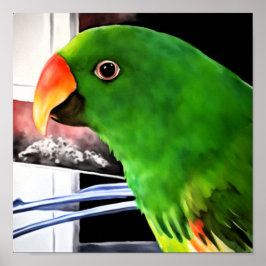 Eclectus Parrot Square Poster