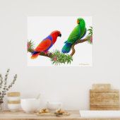 Eclectus Parrots & Bromeliads Printwerbung Poster (Küche)
