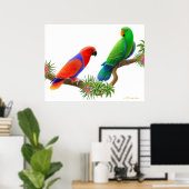 Eclectus Parrots & Bromeliads Printwerbung Poster (Heimbüro)