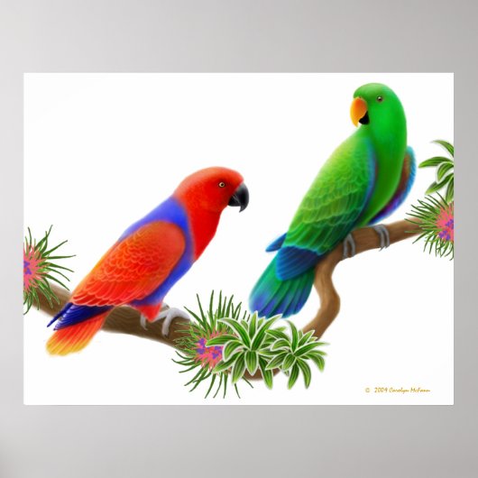 Eclectus Parrots & Bromeliads Printwerbung Poster (Vorne)