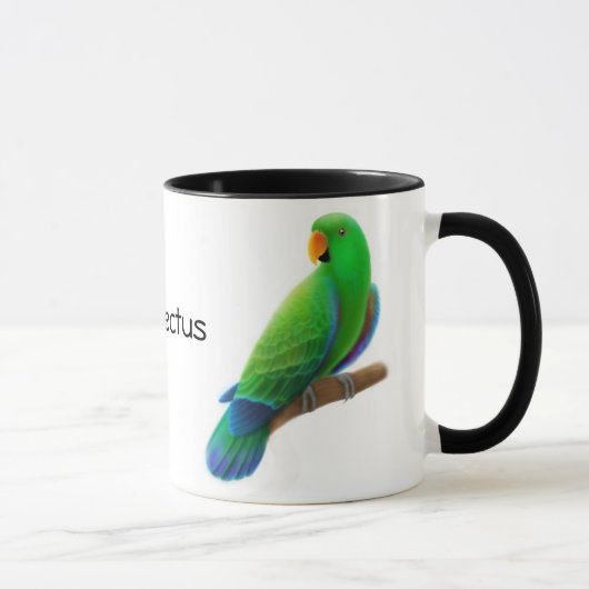 Eclectus plappert Tasse nach (Rechts)