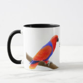 Eclectus plappert Tasse nach (Links)