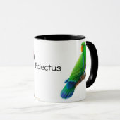 Eclectus plappert Tasse nach (VorderseiteRechts)