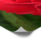 Eclipse King Terrazza Rose Poster (Ecke)