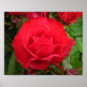 Eclipse King Terrazza Rose Poster (Vorne)