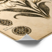 Eclipse-Lilie Victorianisches Botanisches Museum D Poster (Ecke)