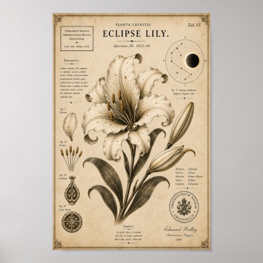 Eclipse-Lilie Victorianisches Botanisches Museum D Poster (Vorne)