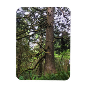 Ecola State Park, Cannon Beach Magnet