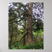 Ecola State Park, Cannon Beach Poster (Vorne)