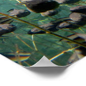 Econfina Creek Tadpol Poster (Ecke)