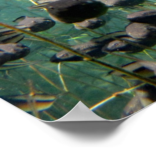 Econfina Creek Tadpol Poster (Ecke)