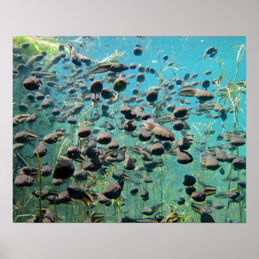 Econfina Creek Tadpol Poster (Vorne)