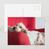 ECSorange-weiße Schüttelfrost Postkarte (Vorne/Hinten)