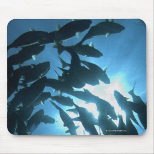 Ecuador, Galapagos-Archipel, Wolf-Insel, Mousepad